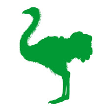 Ostrich